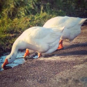 ����: ���� �����, ������ �����