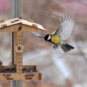 ����: ��� ����� ��������. 