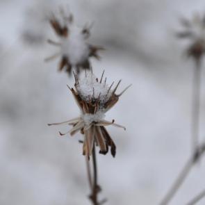 ����: ������� ������