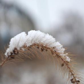 ����: ������ ����