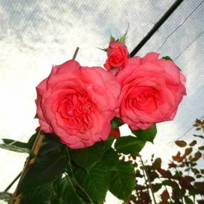 ����: ����