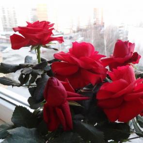 ����: ����������� ����