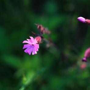 ����: ����