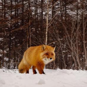 ���� ��������: � ������ �����