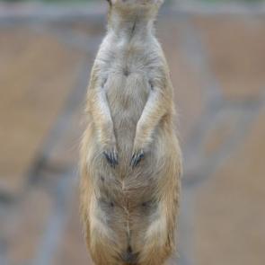 ����: �� �����.