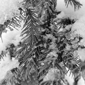 ����: ������ ����