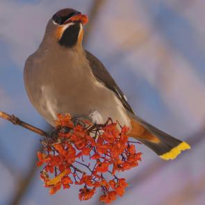 ����: ����� �����