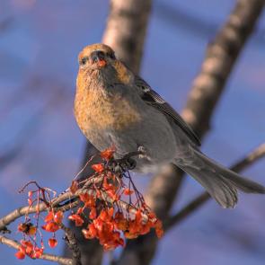 ����: ���� ������������