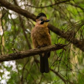 ����: ���������