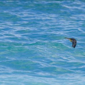 ����: ������