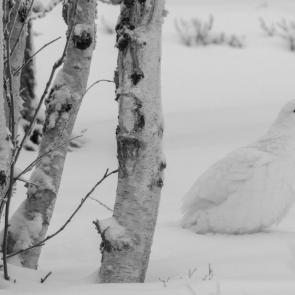 ���� ��������: ������ �������� 