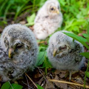 ����: ������ ������������� �������