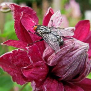 ����: ����.