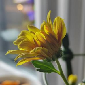 ������� �����