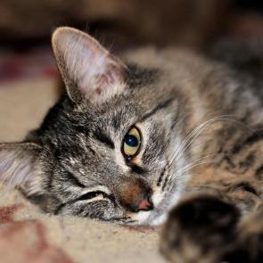 ����: ������ ������