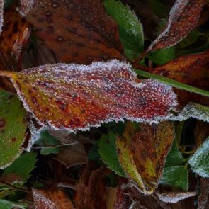 ����: ������ ����