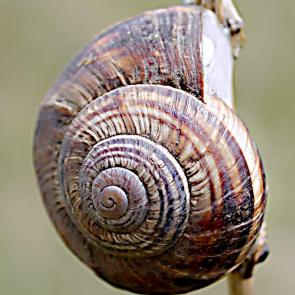 ����: ����������� ������