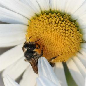 ���� ��������: 