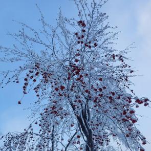 ����: ��������� ��������� 