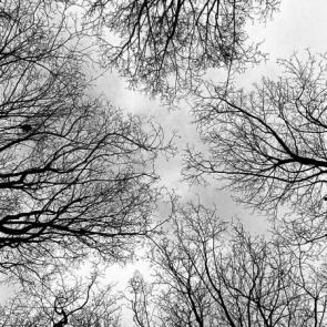 ���� ��������: 