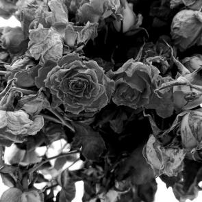 ���� ��������: 