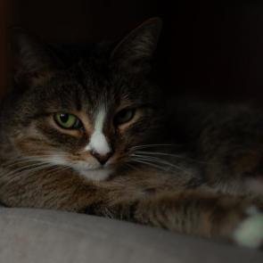 ���� ��������: �����