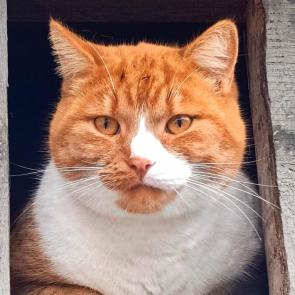 ����: ��������� - �����