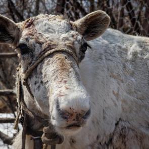 �������� ������ ���