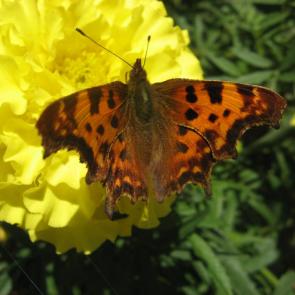 ����: �������������