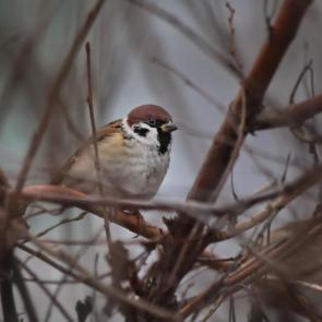 ����: ��������� ������. 