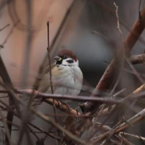 ����: � �������� ��������. 