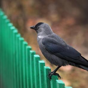 ����: �������. 