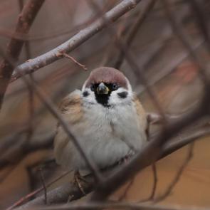 ����: ����������. 