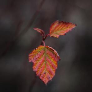 ����: ����� ������� �����. 