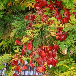 ����: ��������� ���������