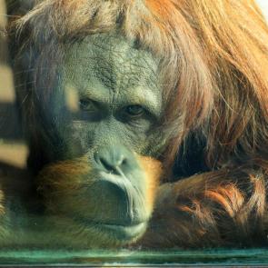 ����: �� �������