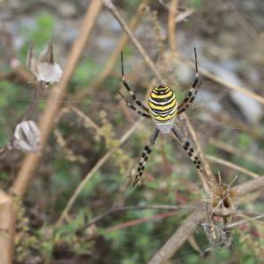 ����: ���� ���