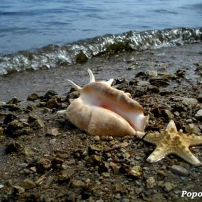 ����: � ����, ����