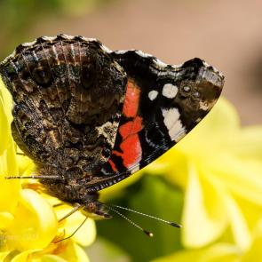 ����: ������� �� ����� ��������