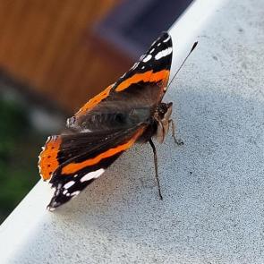 ����: ������