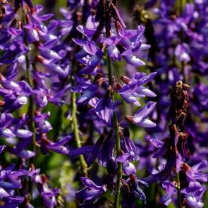 ���� ��������: ������ ��� ��������� ���������