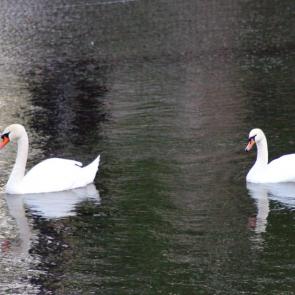 ����: �����