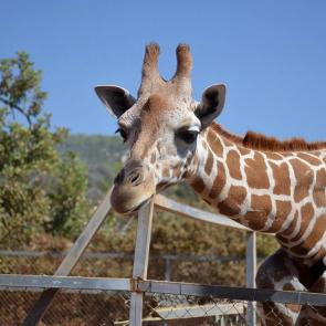 ����: �����