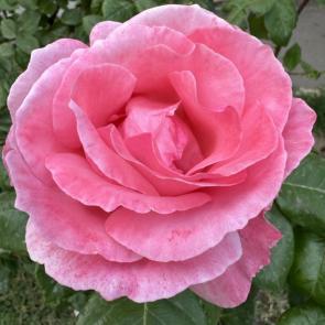 ����: ������ ������