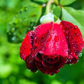 ����: ��������� ������������