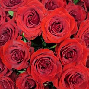 ����: ������