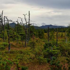 ����: ����� ������� 