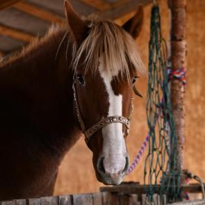 ���� ��������: ��������