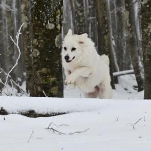 ����: ����� 