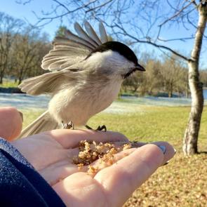 ����: �������